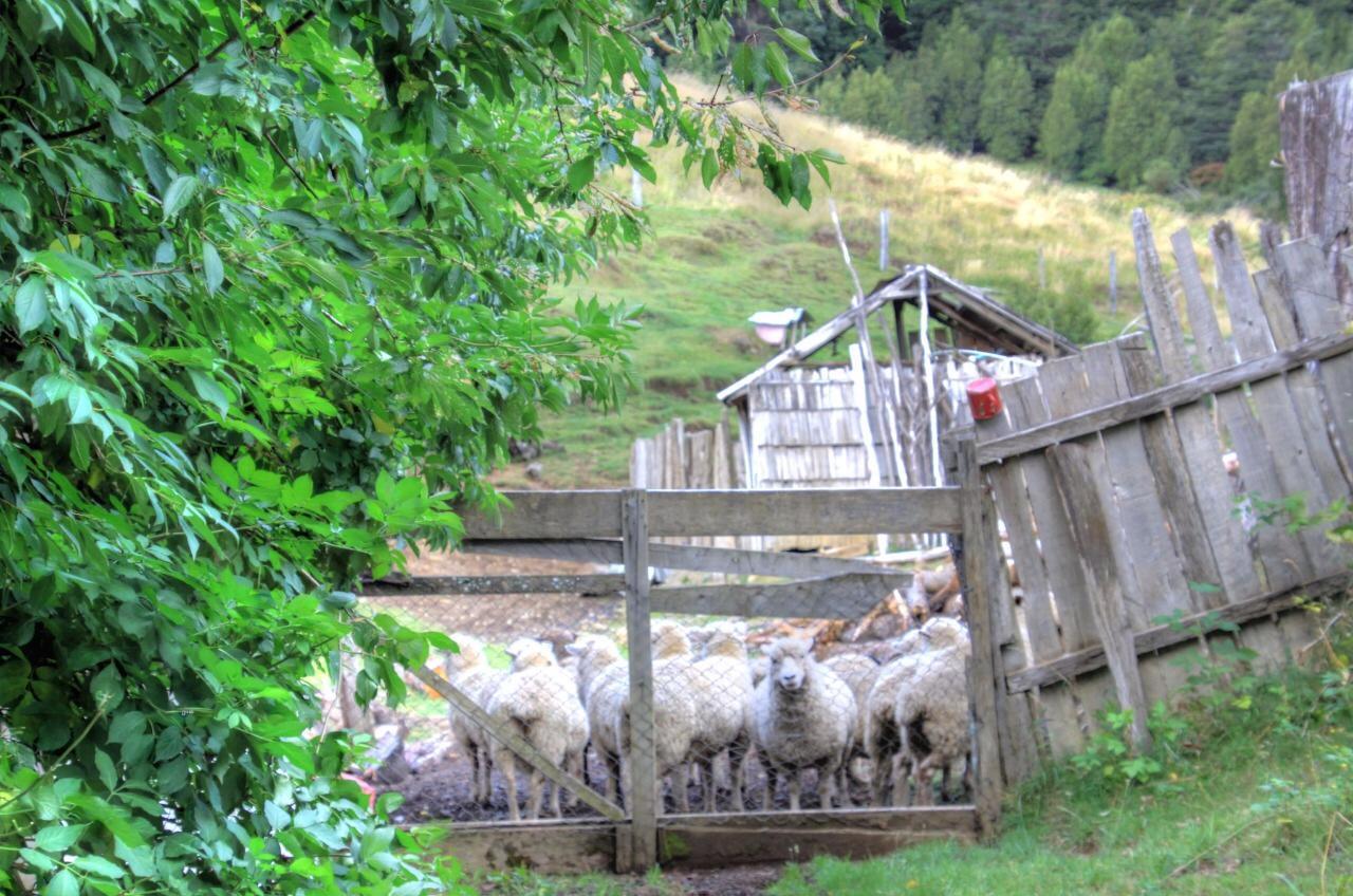 Turismo Rural Los Alpes Futaleufú Exteriör bild
